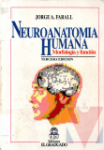 Neuroanatoma humana