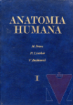 Anatoma humana